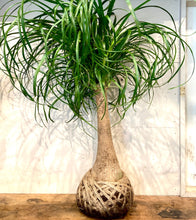 Load image into Gallery viewer, Pony Palm Large Mudball