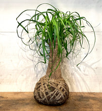 Load image into Gallery viewer, Pony Palm Plant Medium Mudball