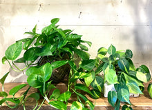 Load image into Gallery viewer, Pothos Epipremnum Mudball