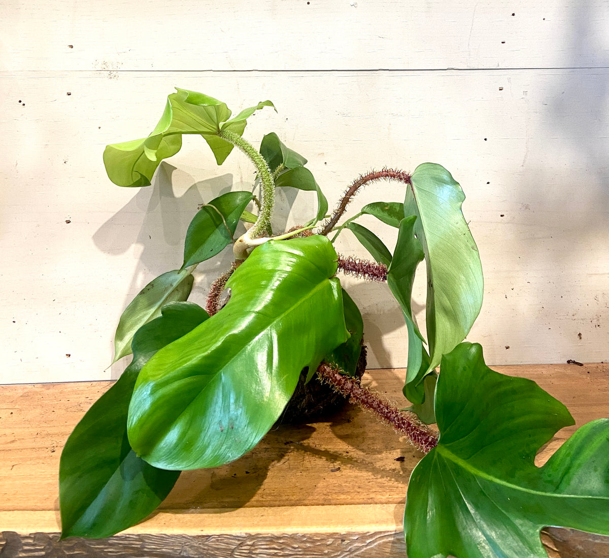 Fuzzy Stem Philadendron Medium Mudball – GracieJamesCo