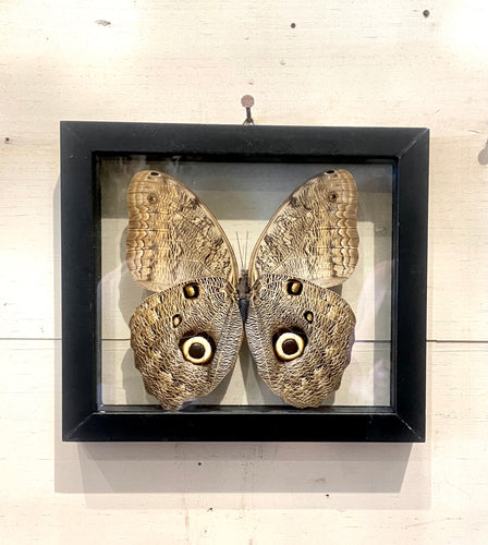 Owl Butterfly Wall Art