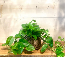Load image into Gallery viewer, Pothos Epipremnum Mudball