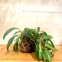 Load image into Gallery viewer, Pothos Epipremnum Mudball