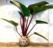 Load image into Gallery viewer, Philodendron Plant Mudball