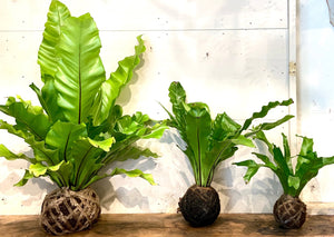 Birds Nest Fern Mudball by GracieJames Co.