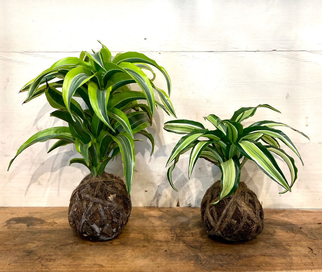 striped dracaena plant Striped Dracaena Plant Mudball – GracieJamesCo