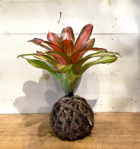Bromeliad Small Mudball