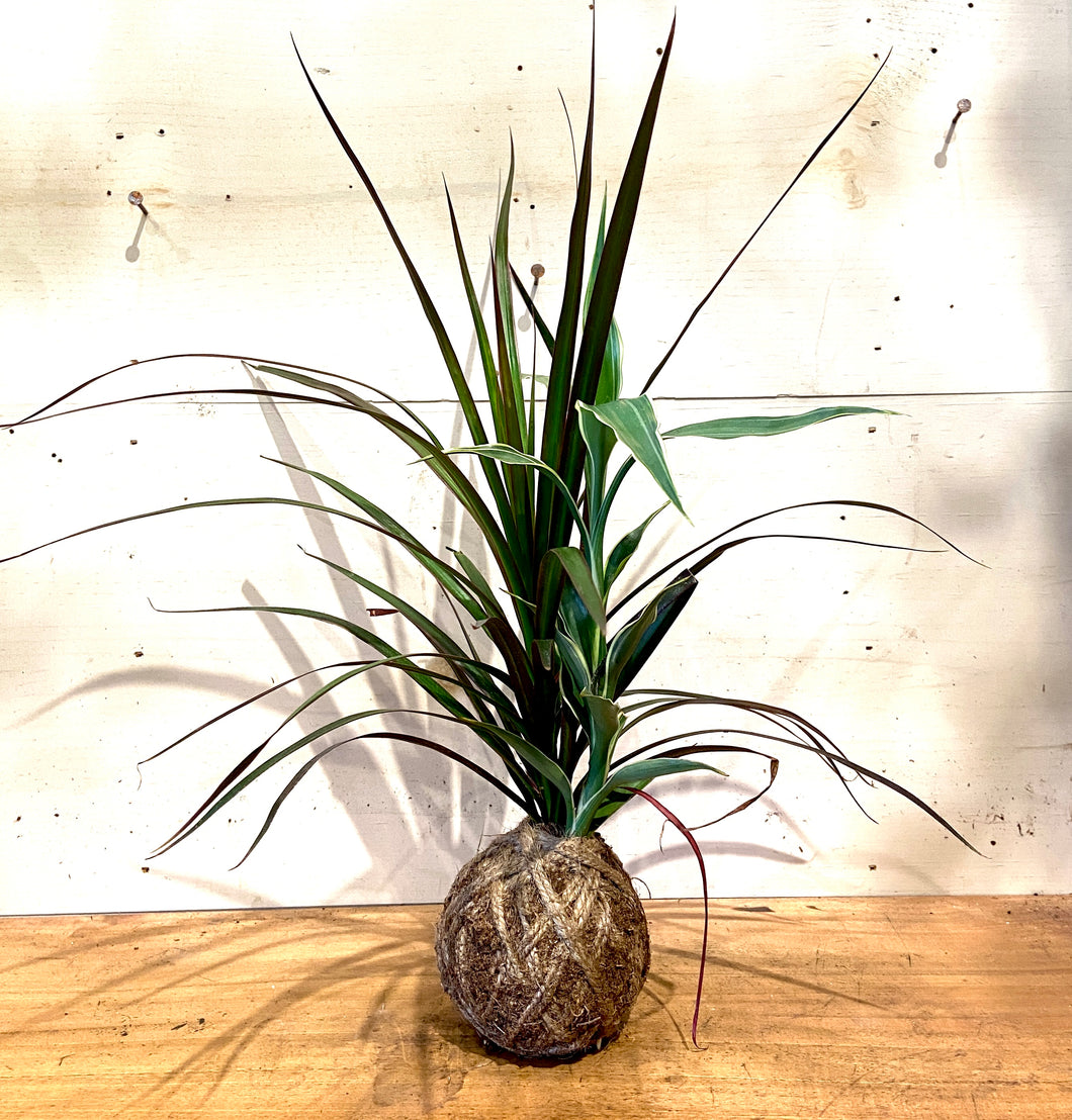 2 Leafy Plant Medium Mudball