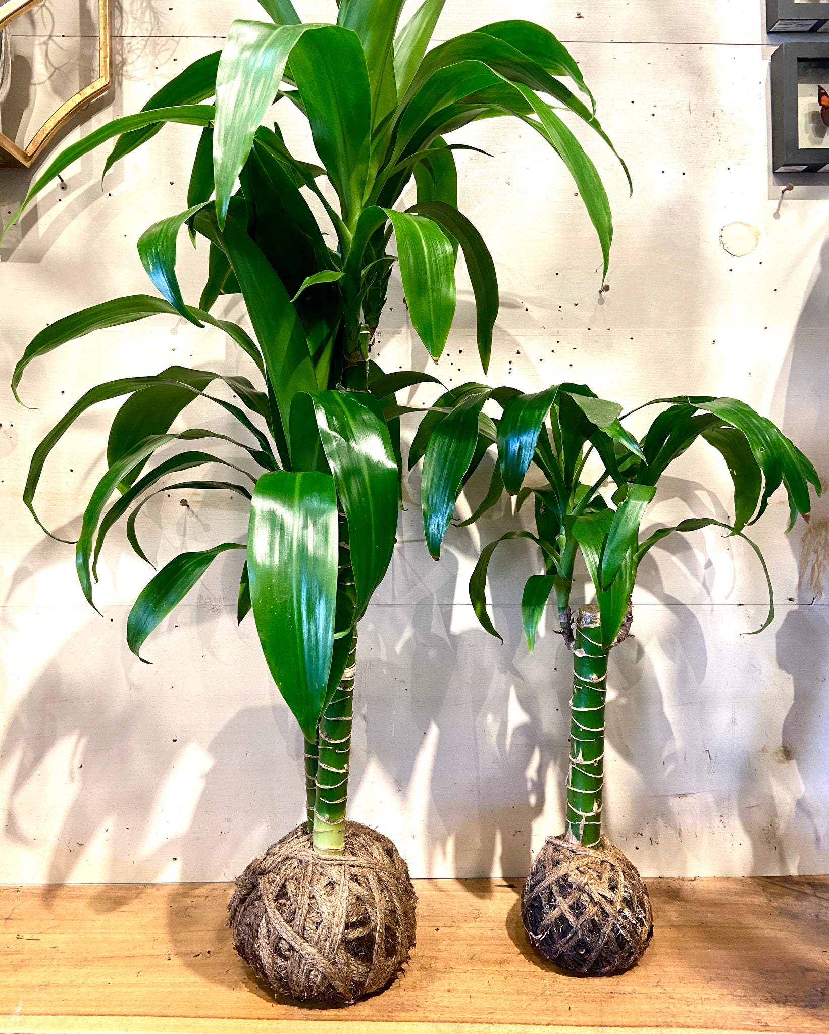 tall indoor corn plant Corn Plant Mudball – GracieJamesCo