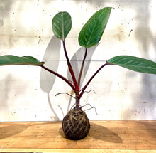Load image into Gallery viewer, Philodendron Plant Mudball