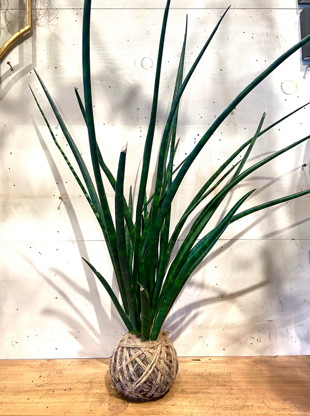 sansevieria large Sansevieria Leaf Large Mudball – GracieJamesCo