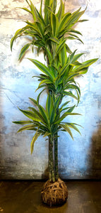 X-Large Dracaena Plant Mudball by GracieJames Co.