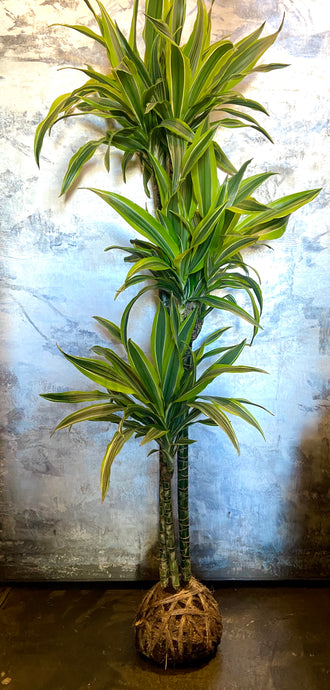 X-Large Dracaena Plant Mudball