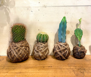 Assorted Cactus Small Mudball