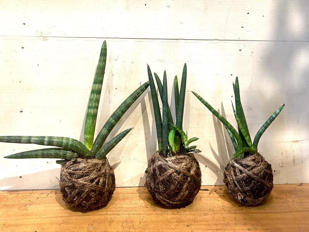 sansevieria cylindrica african spear Sansevieria Cylindrical African Spear Plant Mudball – GracieJamesCo