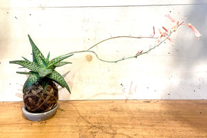 Flowering Aloe Deltoideodonta Medium Mudball