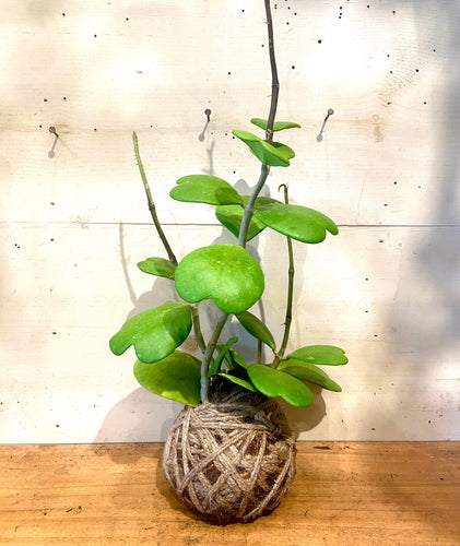 Hoya Kerri Heart Leaf Medium Mudball
