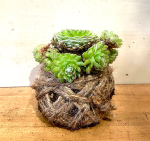 Aeonium Arboreum Succulent Small Mudball by GracieJames Co.