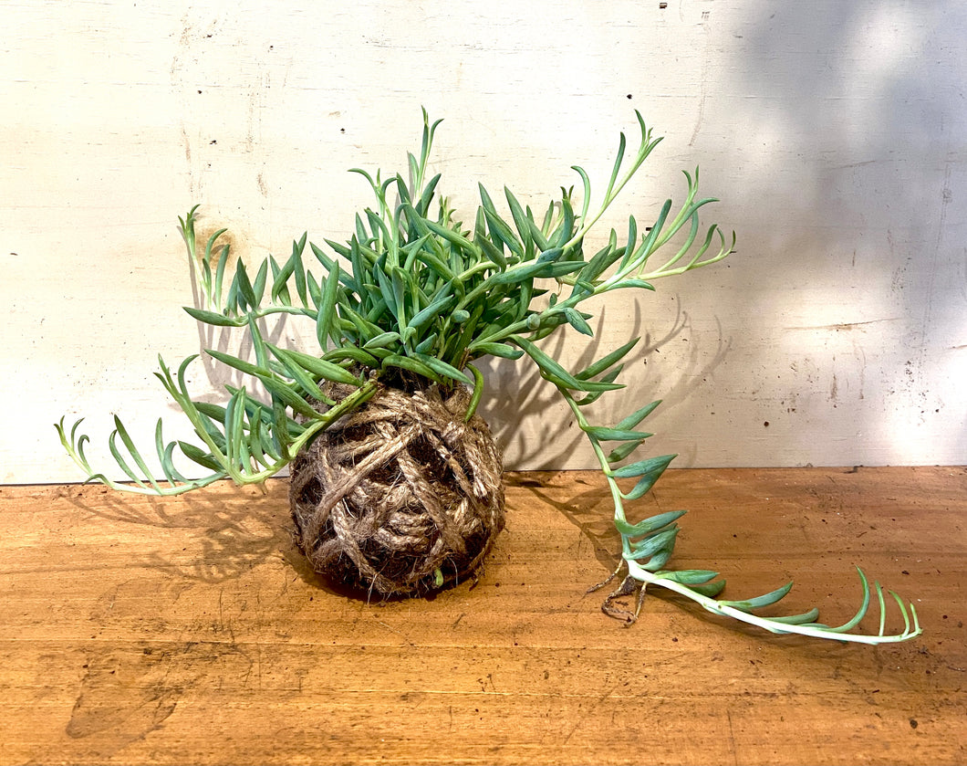 a spiny succulent Spiky Succulent Vine Small Mudball – GracieJamesCo