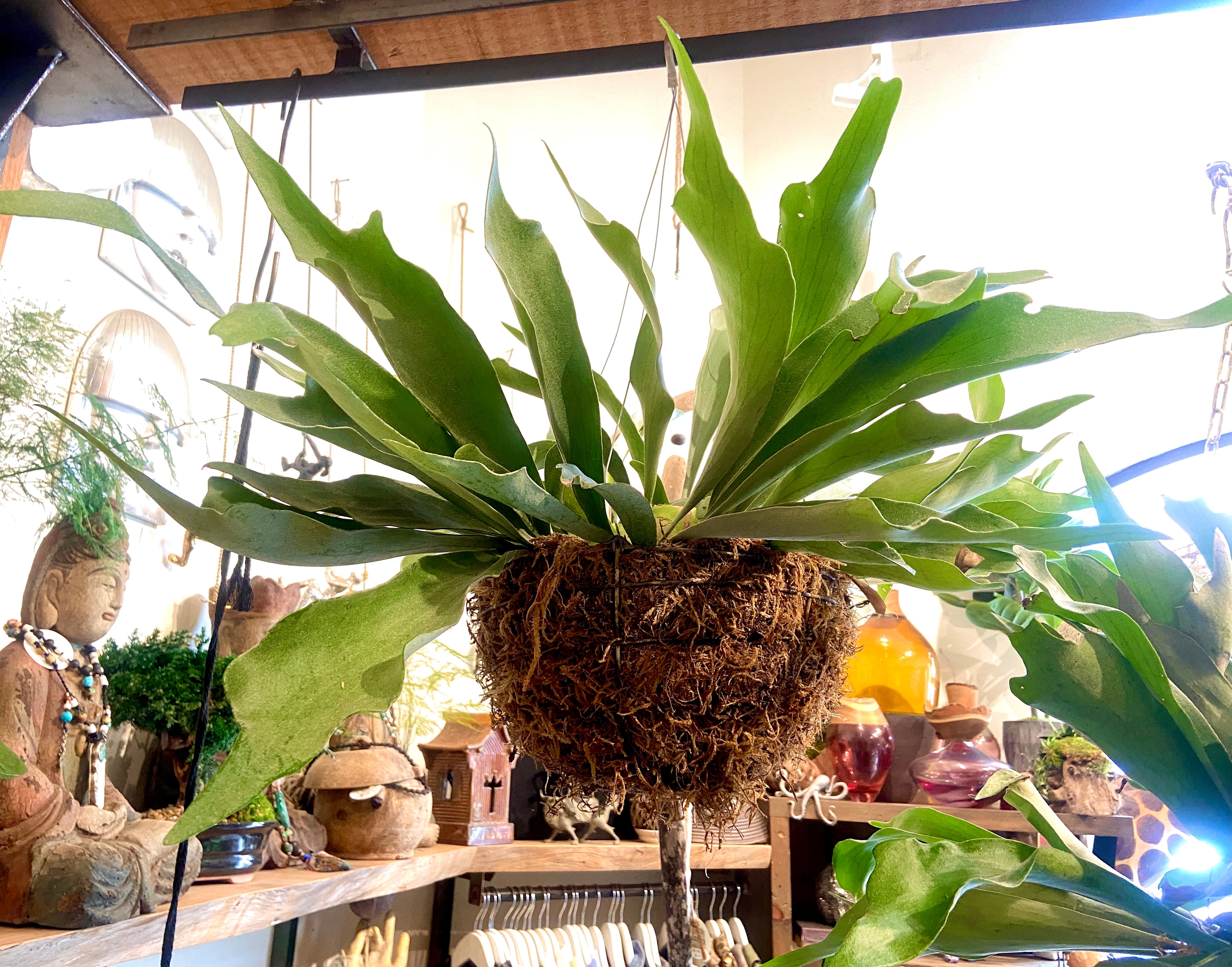 fern hanging plant Hanging Staghorn Fern – GracieJamesCo
