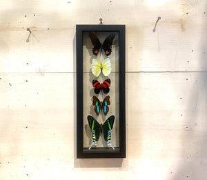 5 Butterfly Wall Art II by GracieJames Co.