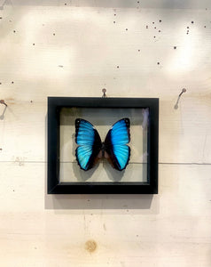 Blue Morphos Butterfly Wall Art