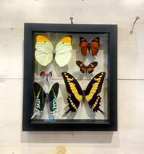 6 Butterfly Wall Art by GracieJames Co.