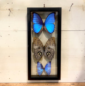 3 Butterfly Wall Art II by GracieJames Co.