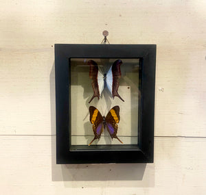 2 Butterfly Wall Art by GracieJames Co.
