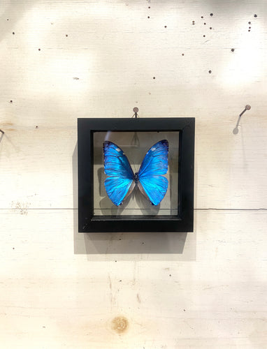 Blue Butterfly Wall Art