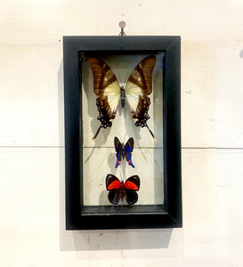 3 Butterfly Wall Art by GracieJames Co.