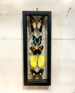 5 Butterfly Wall Art by GracieJames Co.
