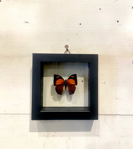 Red Butterfly Wall Art