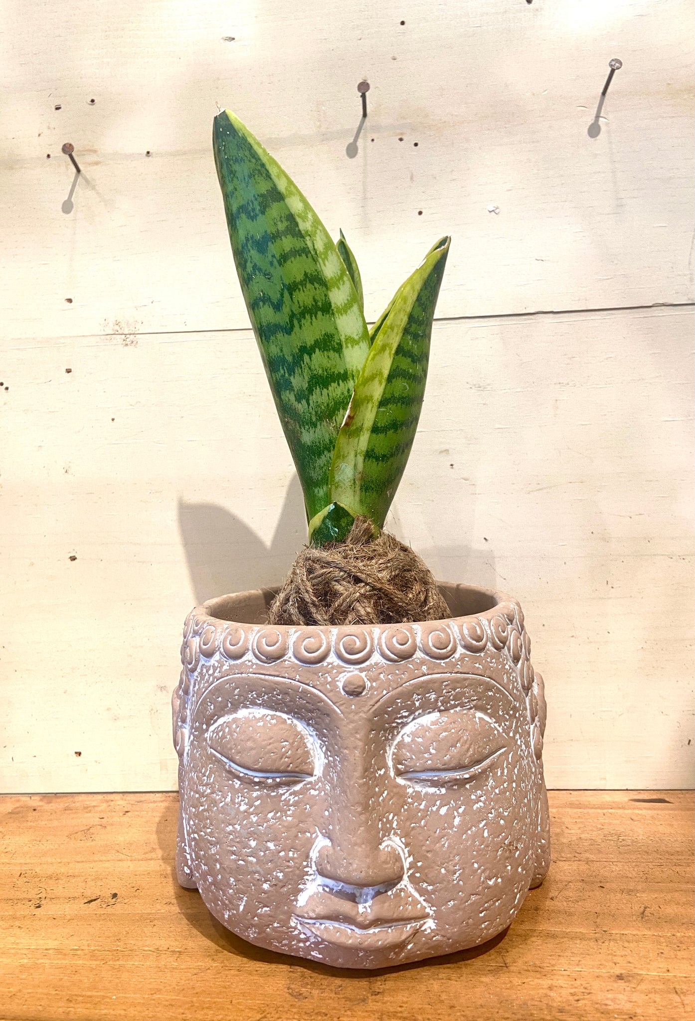 large buddha head plant pot Large Ceramic Buddha Head Mudball Container – GracieJamesCo
