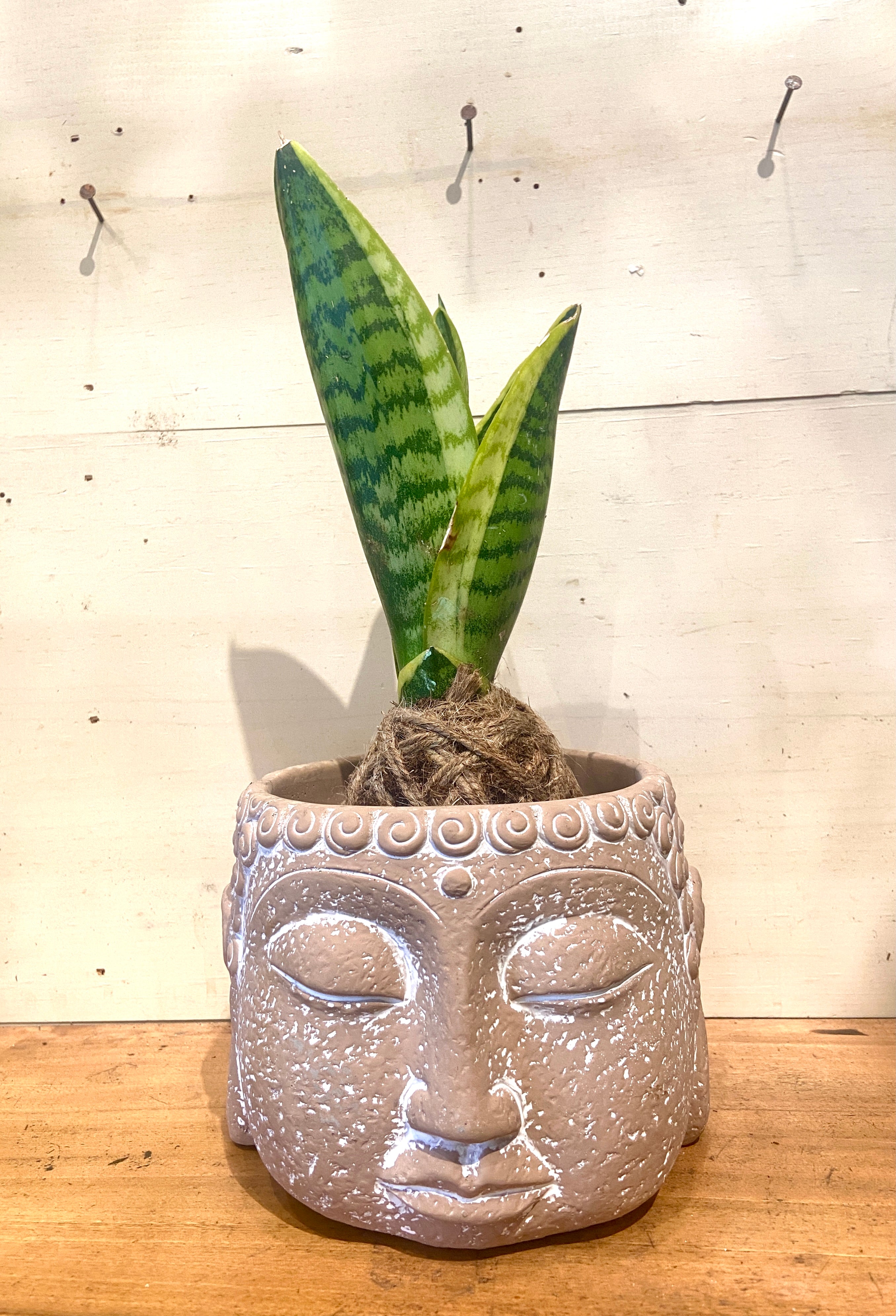 alfredo dieffenbachia 12 Pack of 4.25